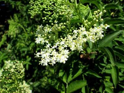 Schwarzer Holunder (Sambucus nigra) auf einer Wiese beim Ev. Krankenhaus in Saarbrücken