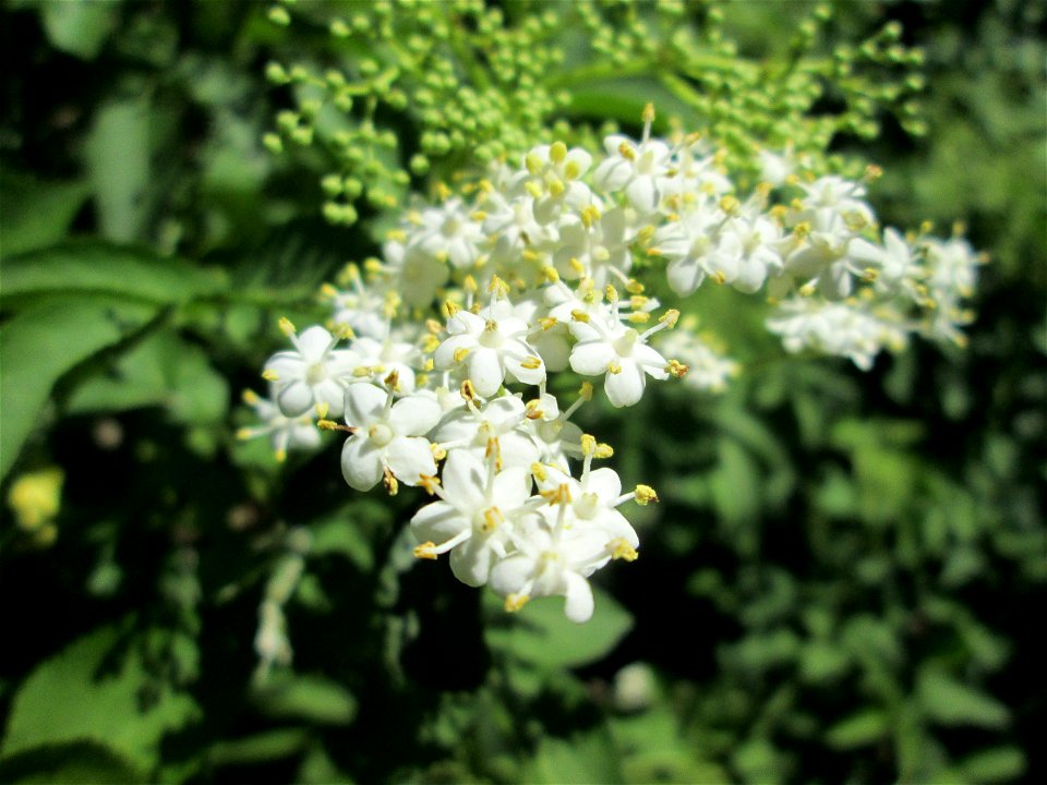 Schwarzer Holunder (Sambucus nigra) auf einer Wiese beim Ev. Krankenhaus in Saarbrücken