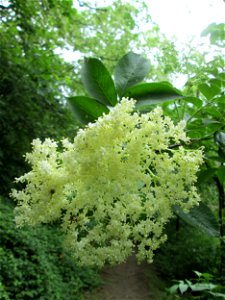 Schwarzer Holunder (Sambucus nigra) am Kaninchenberg (Landschaftsschutzgebiet) in Saarbrücken