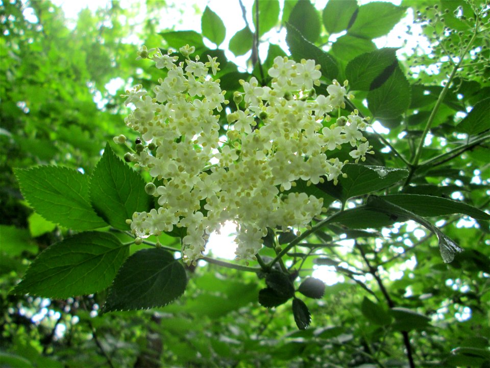Schwarzer Holunder (Sambucus nigra) am Kaninchenberg (Landschaftsschutzgebiet) in Saarbrücken