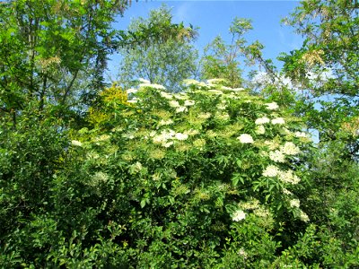Schwarzer Holunder (Sambucus nigra) im Landschaftsschutzgebiet „Hockenheimer Rheinbogen“