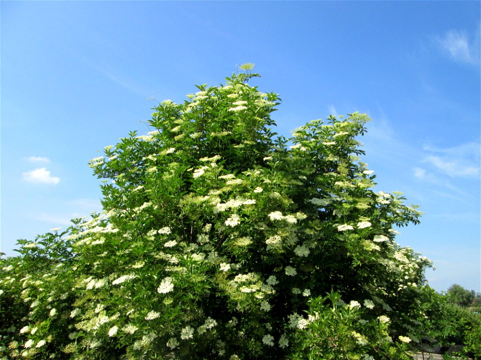 Schwarzer Holunder (Sambucus nigra) im Landschaftsschutzgebiet „Hockenheimer Rheinbogen“