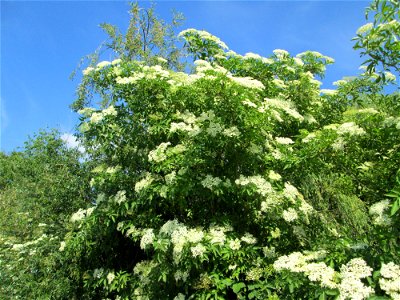 Schwarzer Holunder (Sambucus nigra) im Landschaftsschutzgebiet „Hockenheimer Rheinbogen“