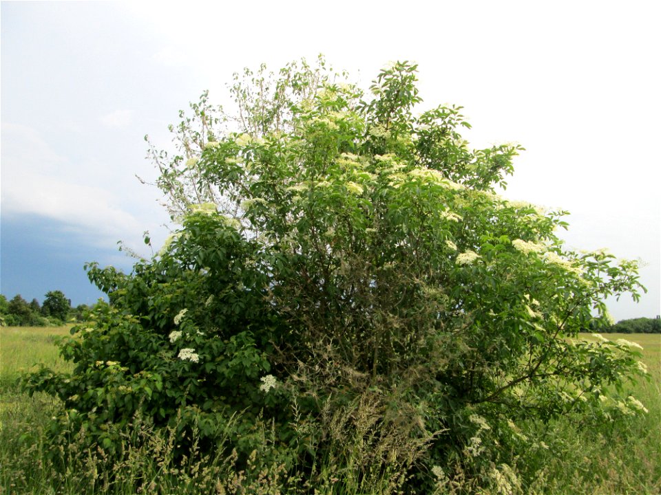 Blühender Schwarzer Holunder (Sambucus nigra) in Hockenheim-Talhaus