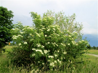 Blühender Schwarzer Holunder (Sambucus nigra) in Hockenheim-Talhaus
