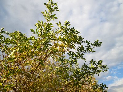 Schwarzer Holunder (Sambucus nigra) im Naturschutzgebiet Wagbachniederung photo