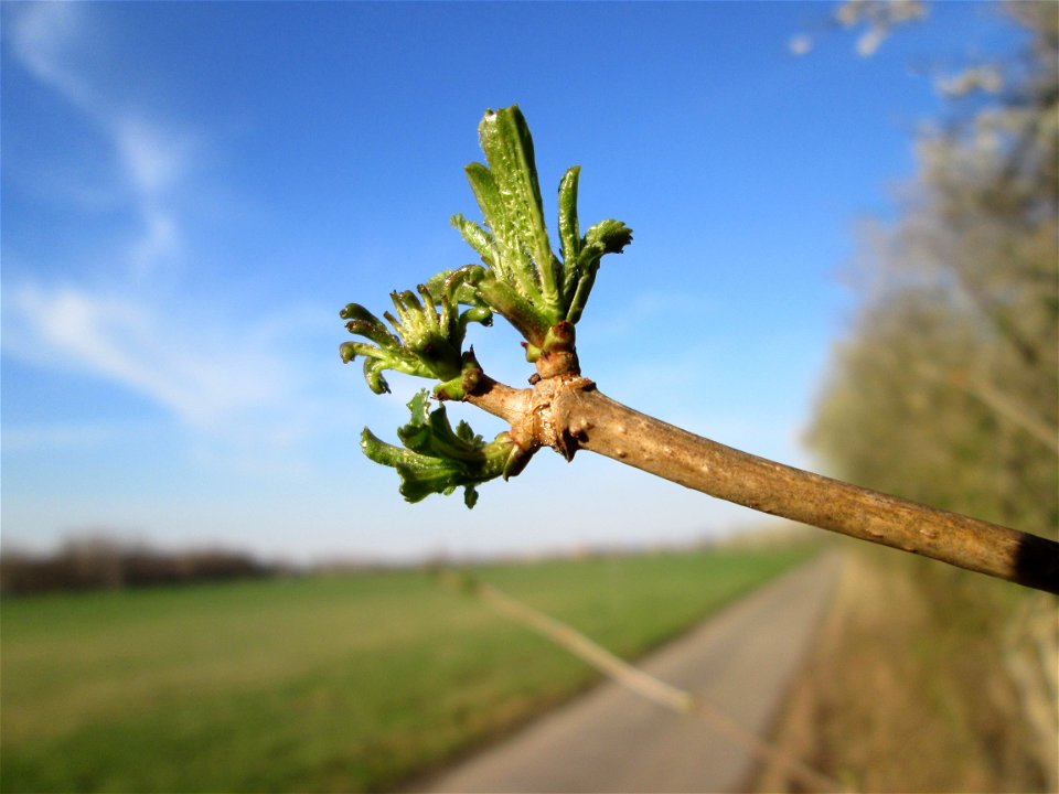 Achselständige Blattknospen vom Schwarzen Holunder (Sambucus nigra) im Naturschutzgebiet „Mirabellenhecke in den Horststückern“ im Hockenheimer Rheinbogen