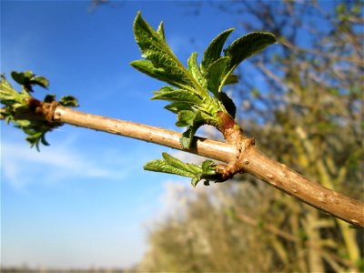 Achselständige Blattknospen vom Schwarzen Holunder (Sambucus nigra) im Naturschutzgebiet „Mirabellenhecke in den Horststückern“ im Hockenheimer Rheinbogen