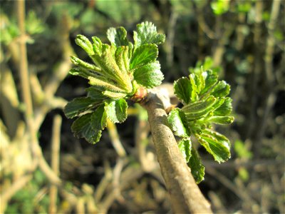 Achselständige Blattknospen vom Schwarzen Holunder (Sambucus nigra) im Naturschutzgebiet „Mirabellenhecke in den Horststückern“ im Hockenheimer Rheinbogen