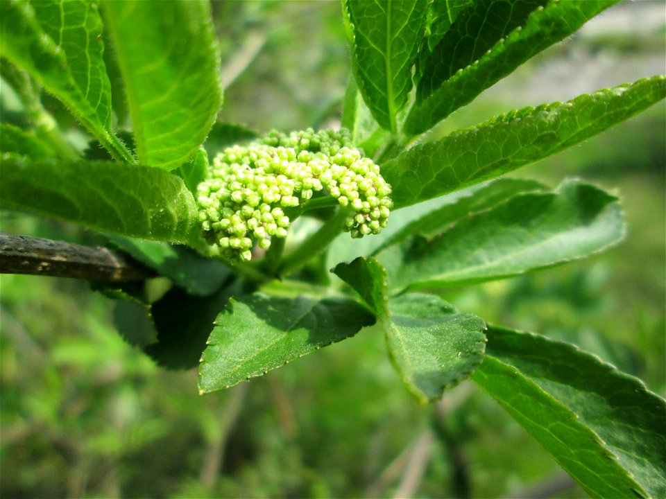 Schwarzer Holunder (Sambucus nigra) an einem Brückendamm in Hockenheim