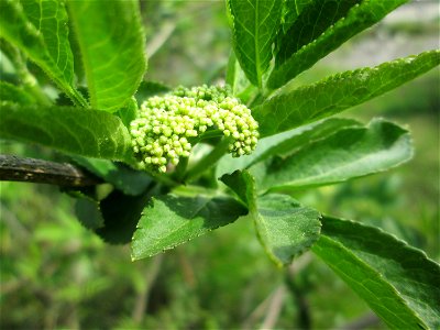 Schwarzer Holunder (Sambucus nigra) an einem Brückendamm in Hockenheim