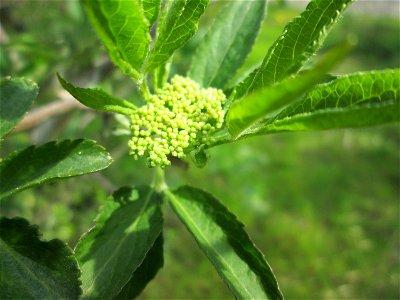 Schwarzer Holunder (Sambucus nigra) an einem Brückendamm in Hockenheim