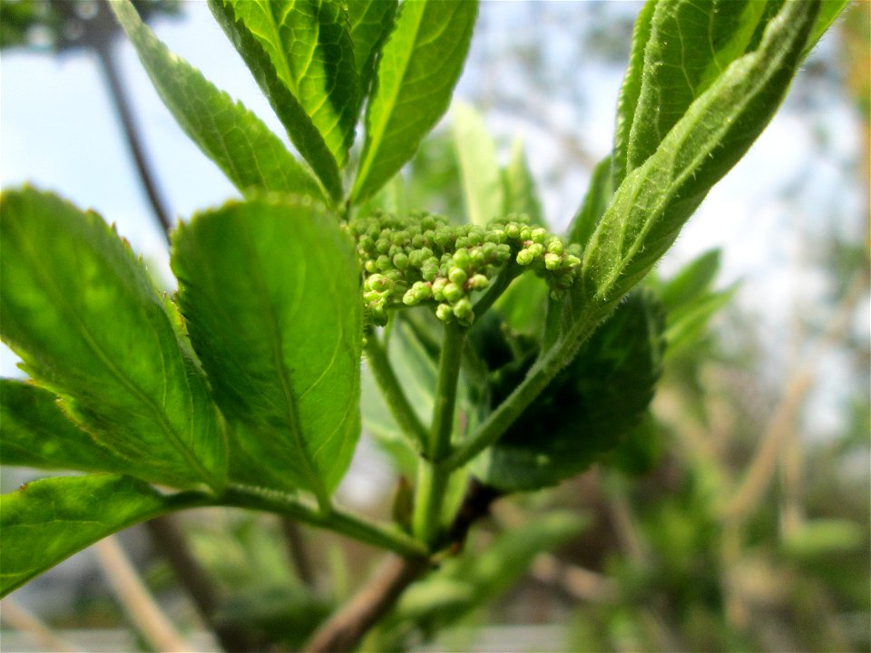 Schwarzer Holunder (Sambucus nigra) an einem Brückendamm in Hockenheim