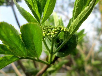 Schwarzer Holunder (Sambucus nigra) an einem Brückendamm in Hockenheim