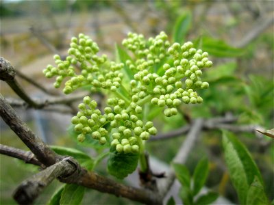 Schwarzer Holunder (Sambucus nigra) auf einer Parkplatzwiese in Hockenheim