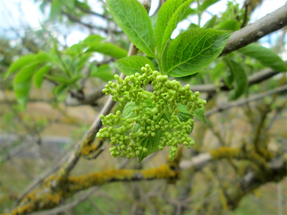 Schwarzer Holunder (Sambucus nigra) auf einer Parkplatzwiese in Hockenheim