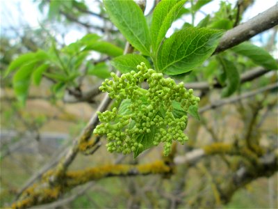 Schwarzer Holunder (Sambucus nigra) auf einer Parkplatzwiese in Hockenheim