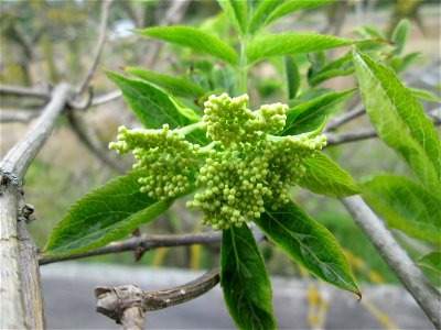 Schwarzer Holunder (Sambucus nigra) auf einer Parkplatzwiese in Hockenheim
