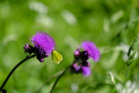 Composites cirsium arvense cirsium