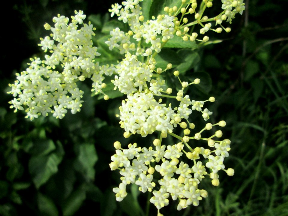 Schwarzer Holunder (Sambucus nigra) im Naturschutzgebiet „Bachwiesen/Leopoldswiesen“ im Hockenheimer Rheinbogen