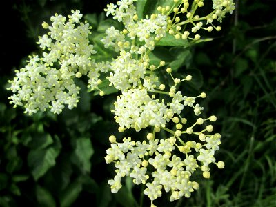 Schwarzer Holunder (Sambucus nigra) im Naturschutzgebiet „Bachwiesen/Leopoldswiesen“ im Hockenheimer Rheinbogen