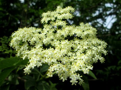Schwarzer Holunder (Sambucus nigra) im Naturschutzgebiet „Bachwiesen/Leopoldswiesen“ im Hockenheimer Rheinbogen