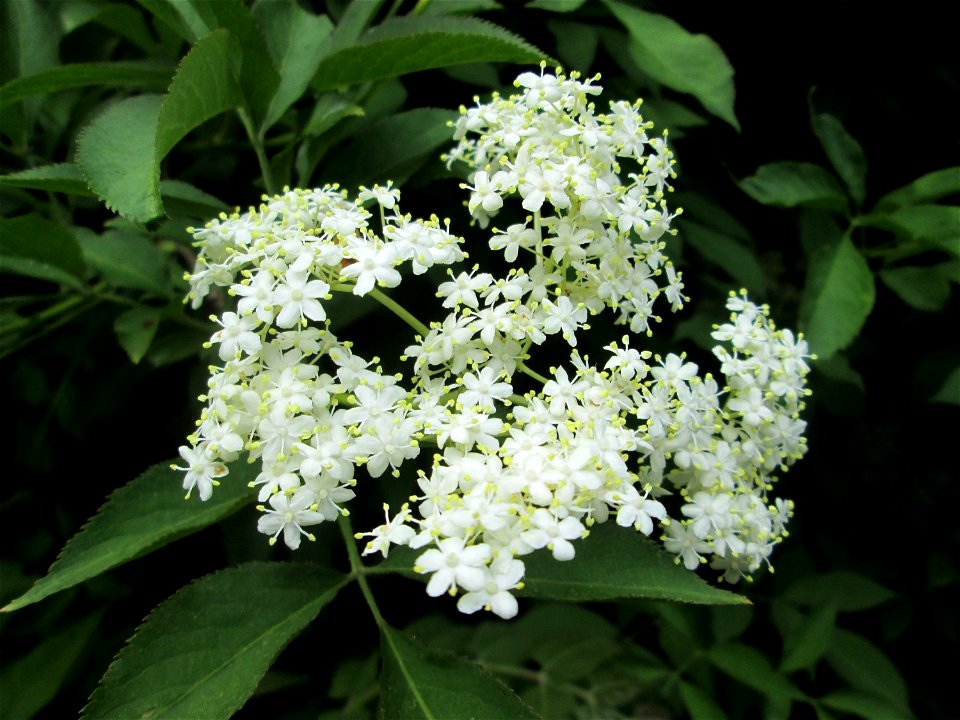 Schwarzer Holunder (Sambucus nigra) in Sankt Arnual