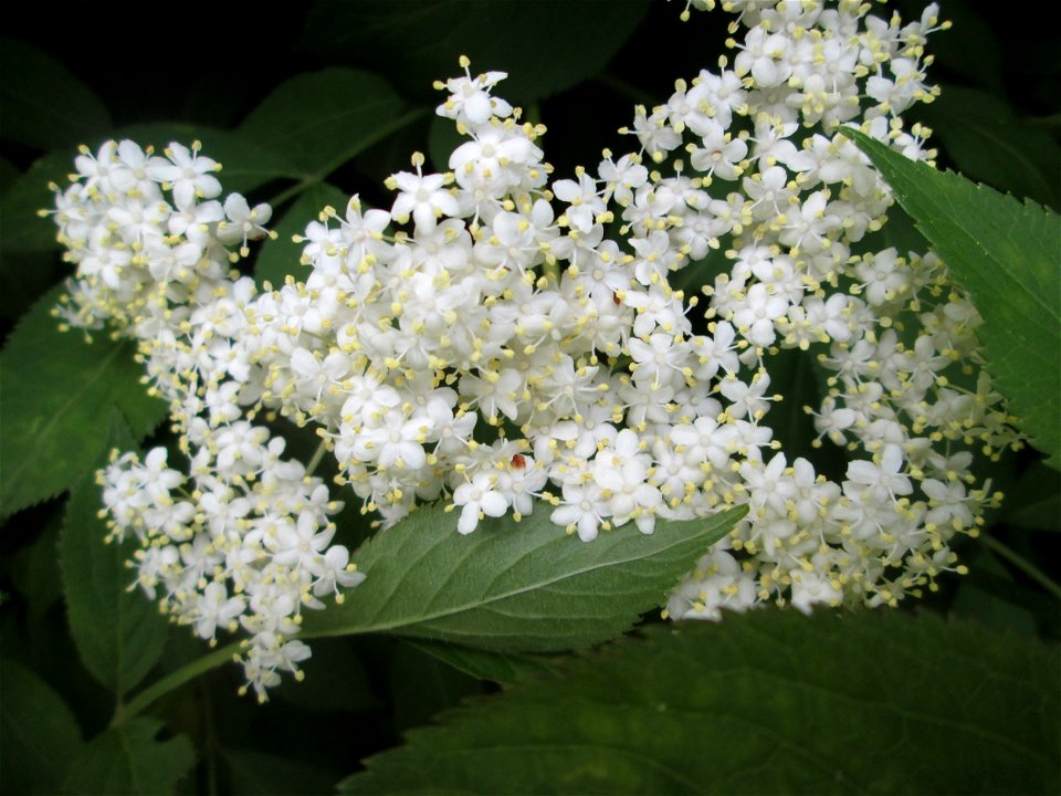 Schwarzer Holunder (Sambucus nigra) in Sankt Arnual