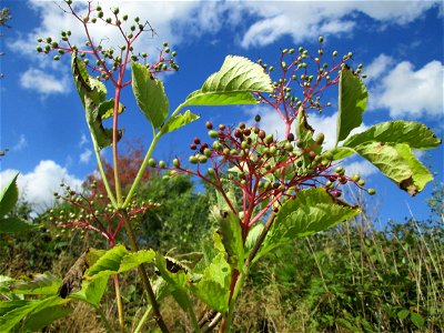 Schwarzer Holunder (Sambucus nigra) oberhalb von Bad Bertrich