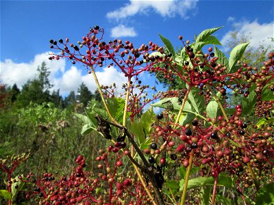 Schwarzer Holunder (Sambucus nigra) oberhalb von Bad Bertrich