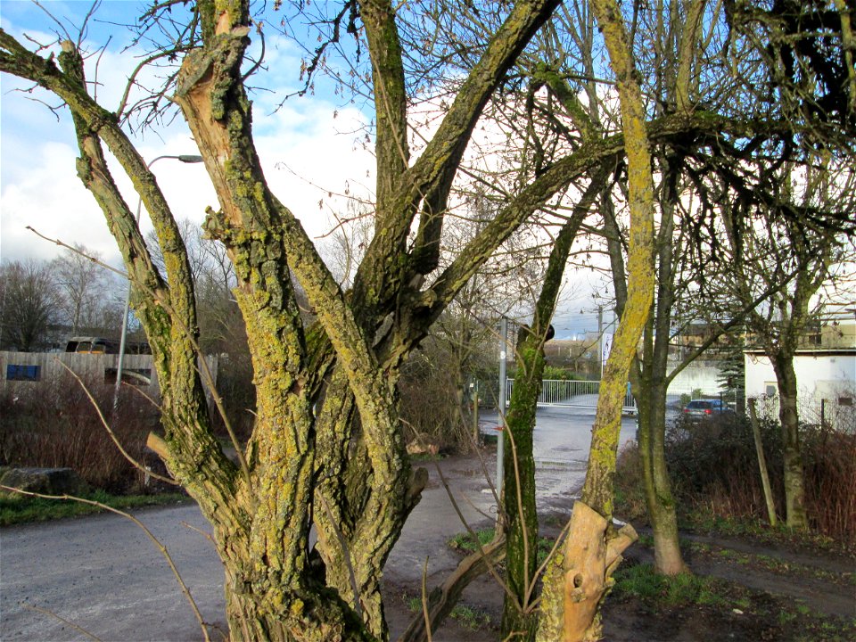 Schwarzer Holunder (Sambucus nigra) am Osthafen in Saarbrücken