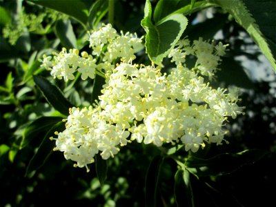 Schwarzer Holunder (Sambucus nigra) in Brebach