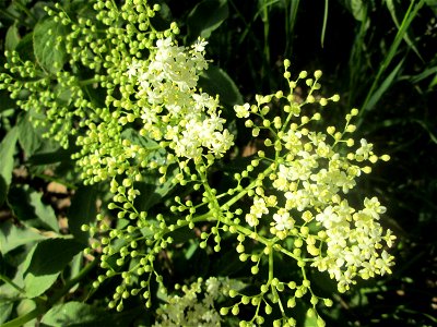 Schwarzer Holunder (Sambucus nigra) in Saarbrücken