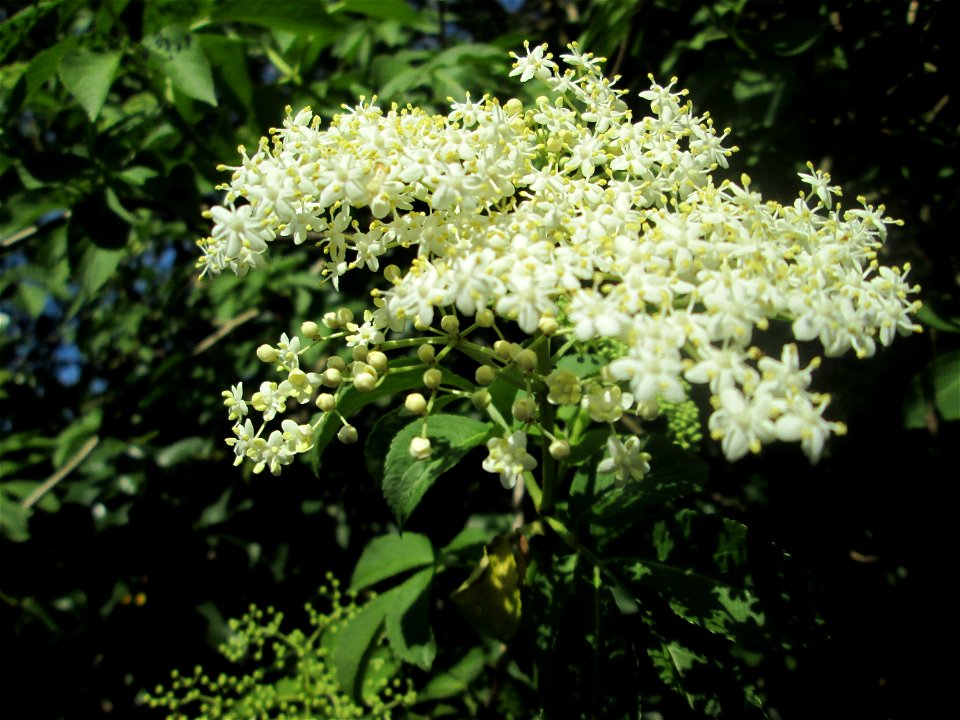 Schwarzer Holunder (Sambucus nigra) am Saarbach in Brebach