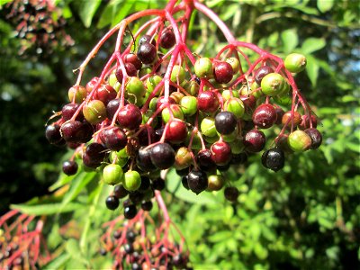 Schwarzer Holunder (Sambucus nigra) nahe am Saarbach in Brebach