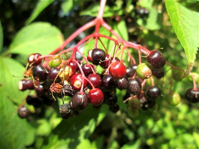 Schwarzer Holunder (Sambucus nigra) nahe am Saarbach in Brebach