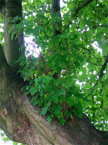 Elder (sambucus nigra) growing on a Sycamore (Acer pseudoplatanus) in Dalry, North Ayrshire, Scotland. photo