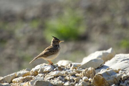 Nature wildlife landscape photo