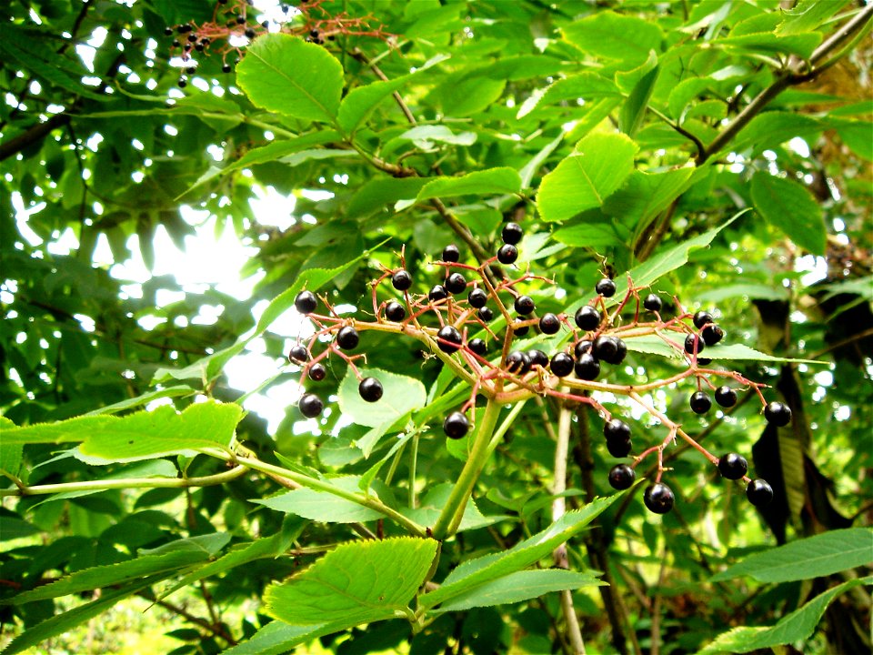 Kara mürver (Sambucus nigra)