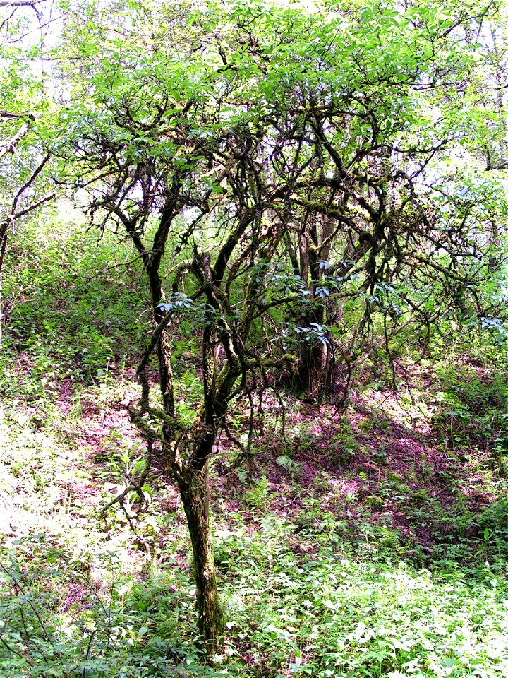 Old Sambucus nigra; picture taken at Mahlscheid nature reserve in Germany.