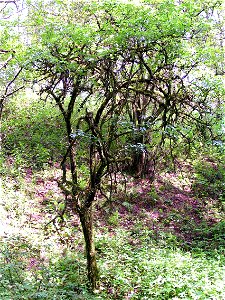 Old Sambucus nigra; picture taken at Mahlscheid nature reserve in Germany.