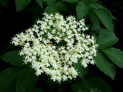 Elder blooms