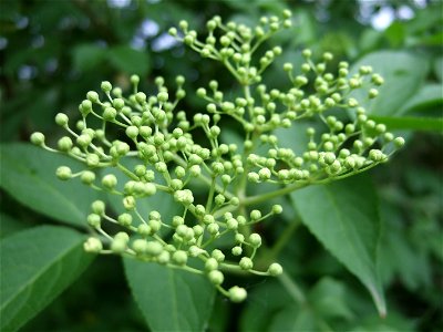 Elder buds.