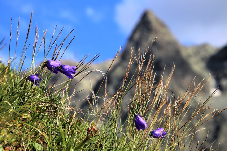 Meadow ringtones wild flowers