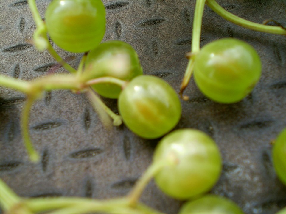 white berry sambucus