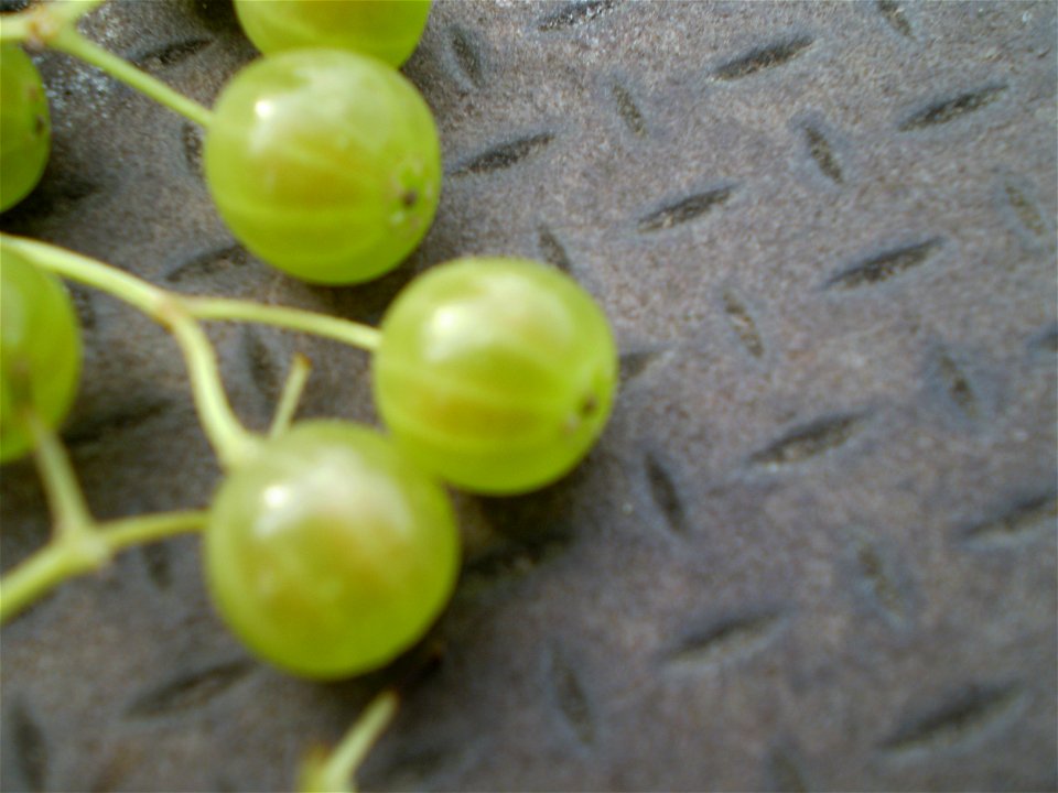 white berry sambucus