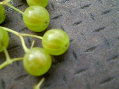 white berry sambucus