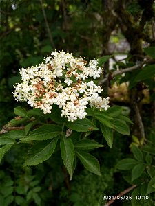European black elderberry (Sambucus nigra)