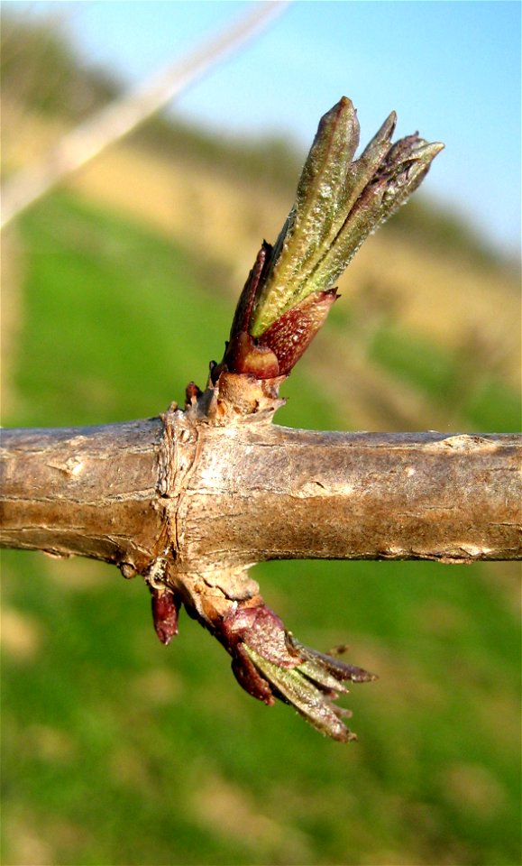Black Elder (Sambucus nigra) near Sinabelkirchen, Austria, Europe