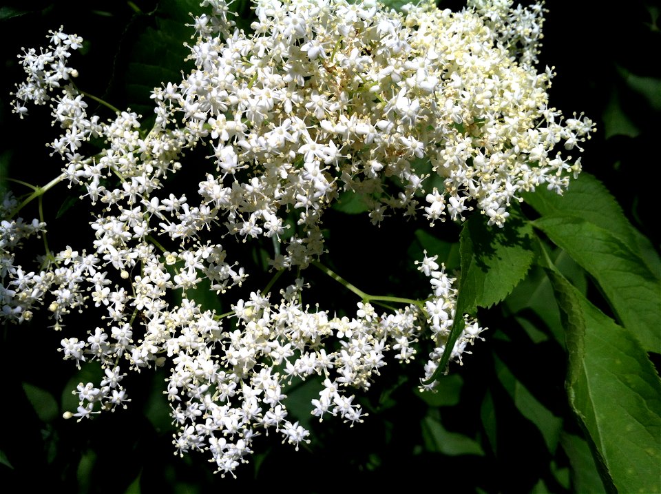 Sambucus nigra flowers